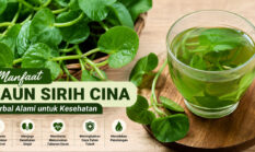 Rahasia Manfaat Daun Sirih Cina untuk Kesehatan yang Jarang Diketahui