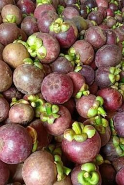 Manggis dari Kabupaten Lebak Jadi Unggulan, Terdapat 13 Kecamatan Jadi Daerah Penghasil